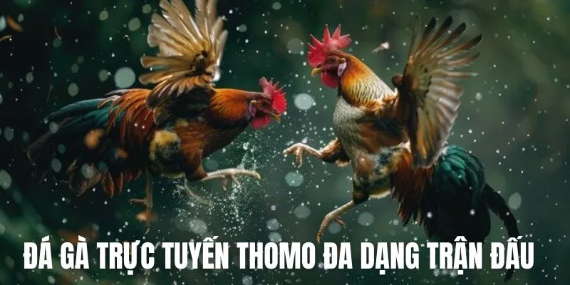 Gà đá Thomo trực tuyến đa dạng nhiều trận đấu dành cho bạn